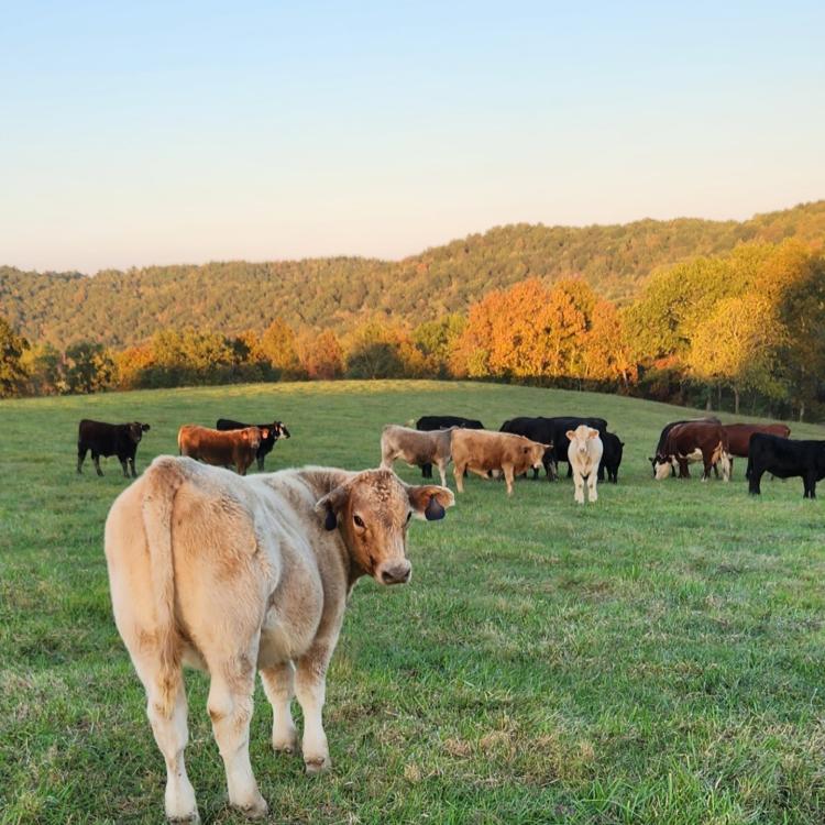  cows in a field